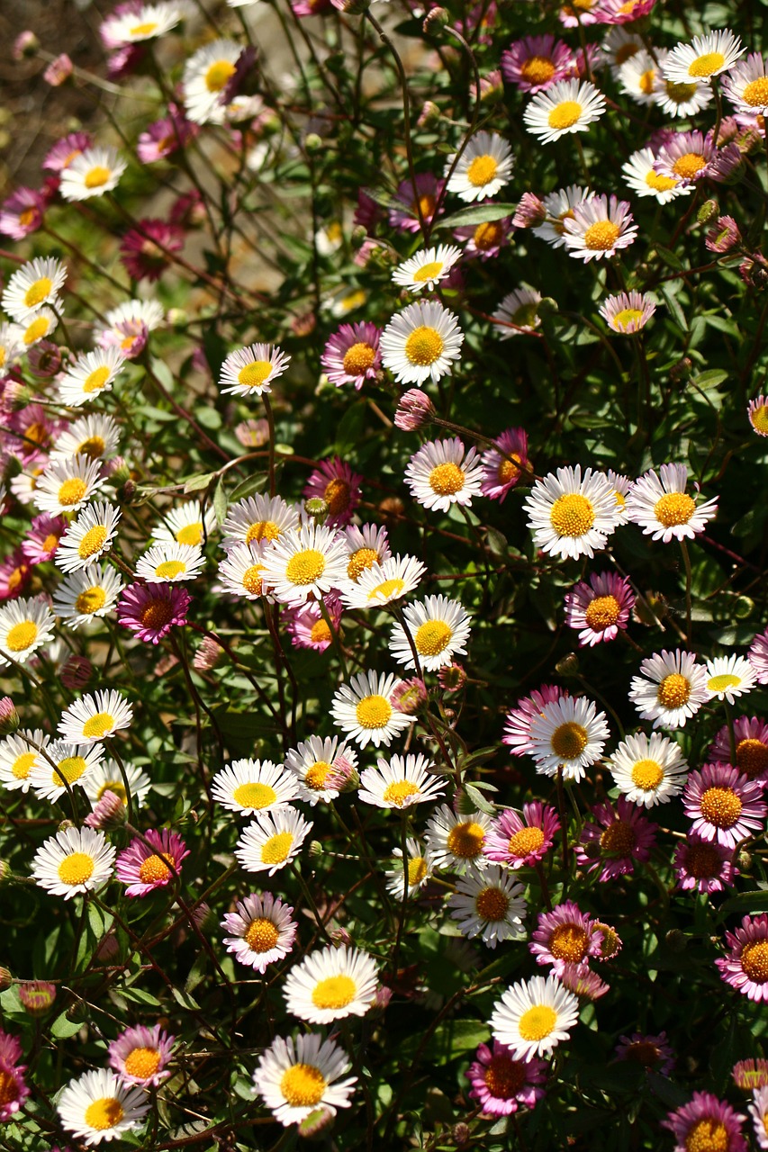 flowers meadow nature free photo