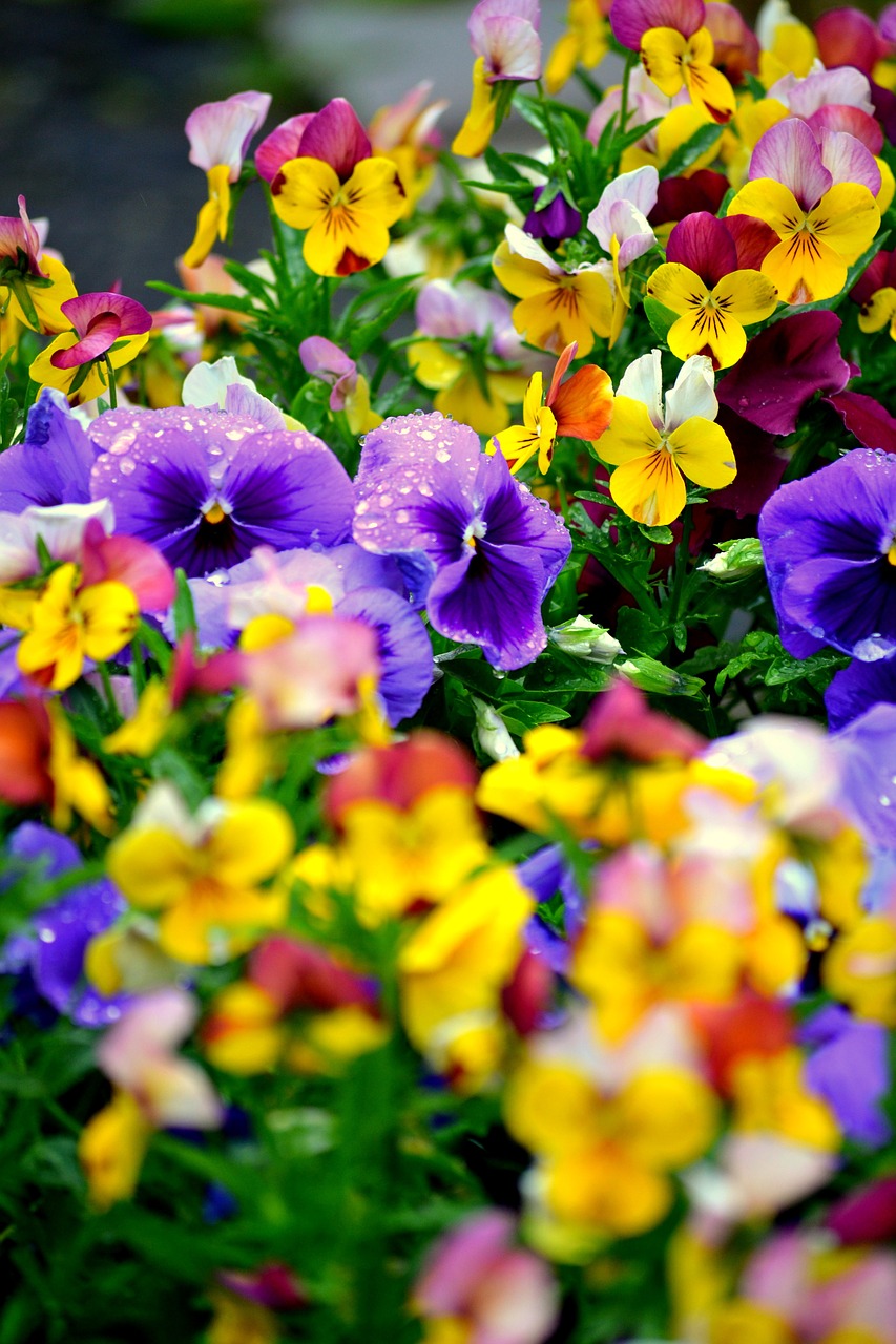 flowers pansy garden free photo