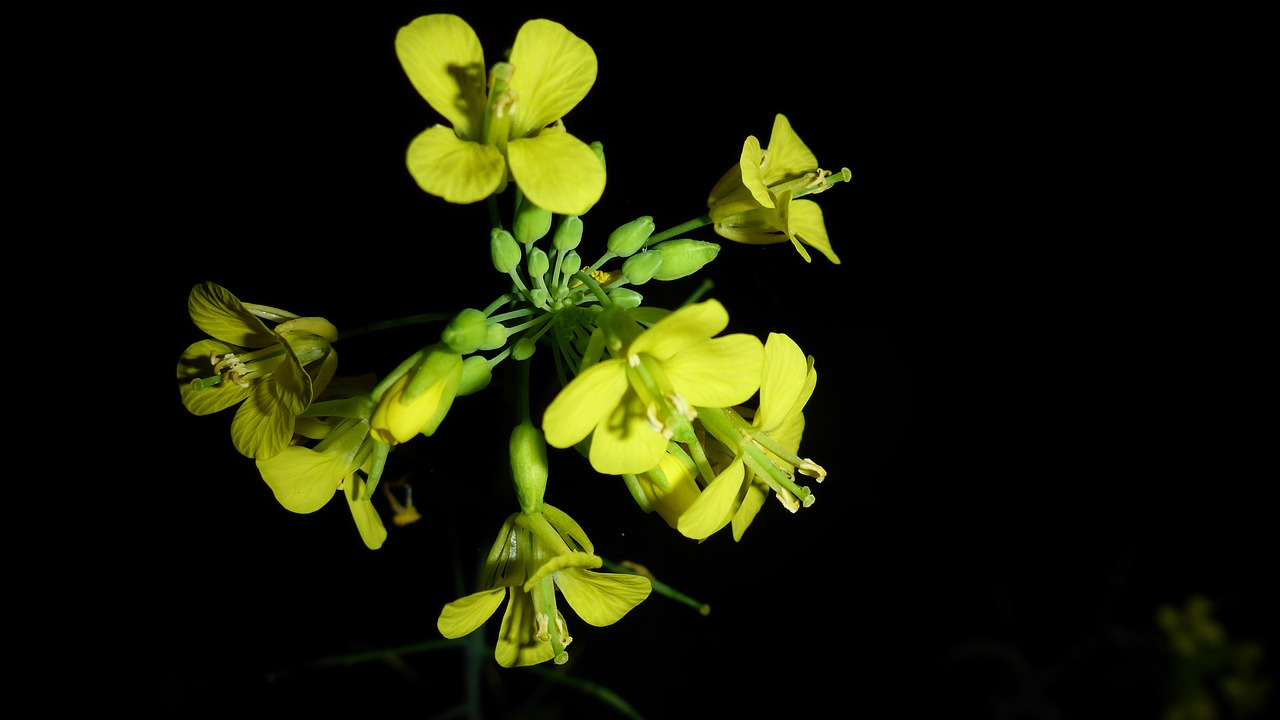 flowers yellow nature free photo