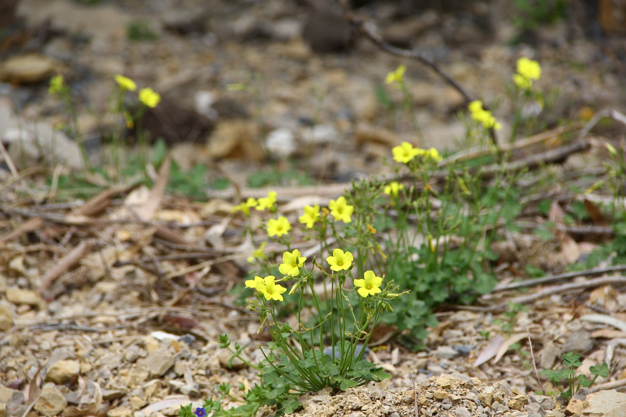 flowers yellow field free photo