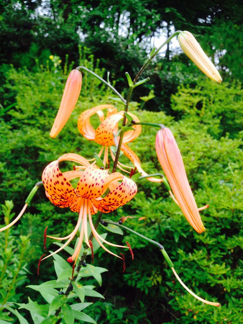 flowers lily field free photo