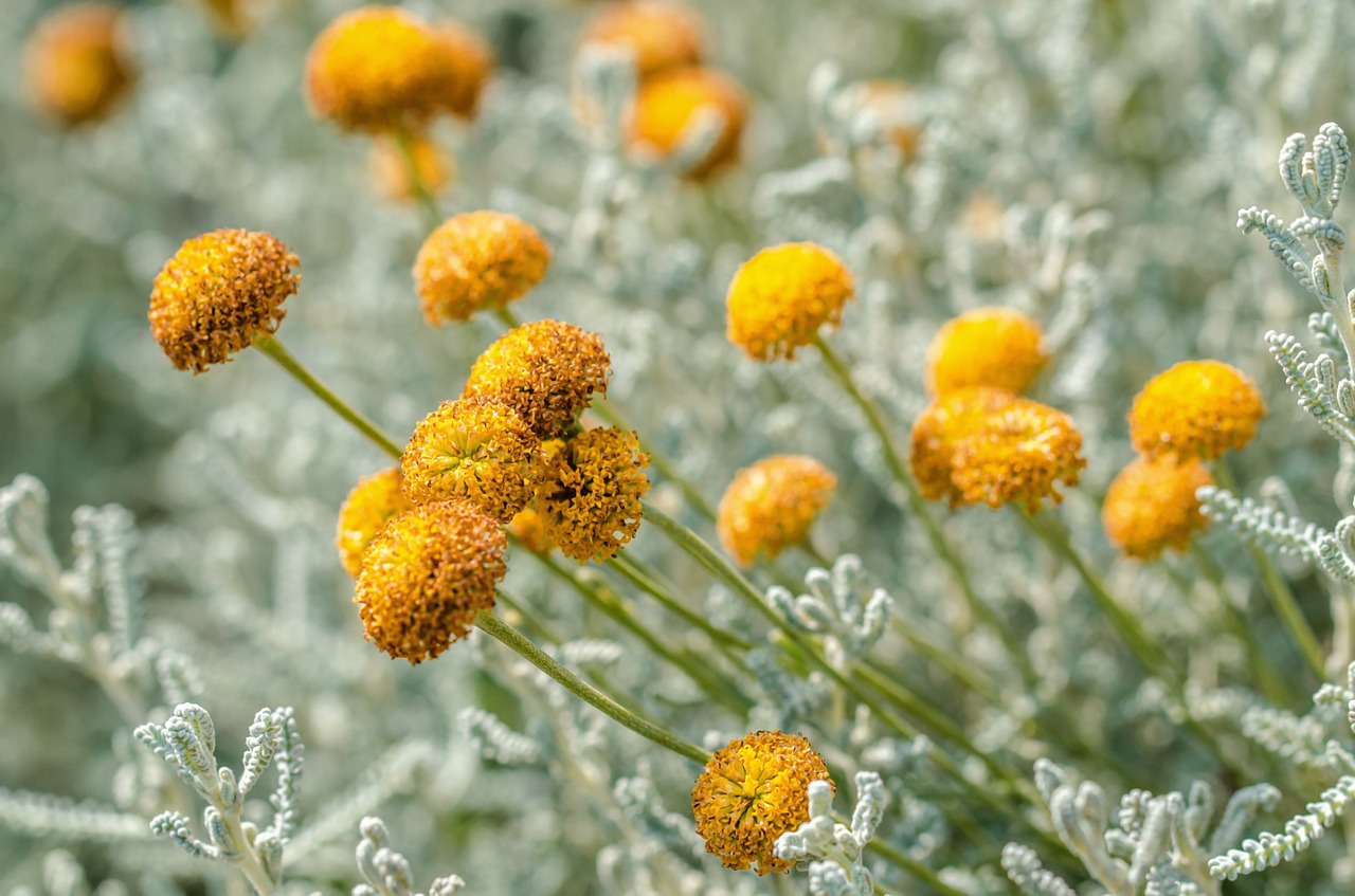 flowers yellow plant free photo