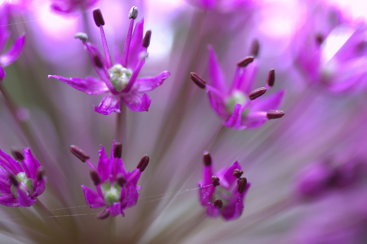 flowers purple garden free photo