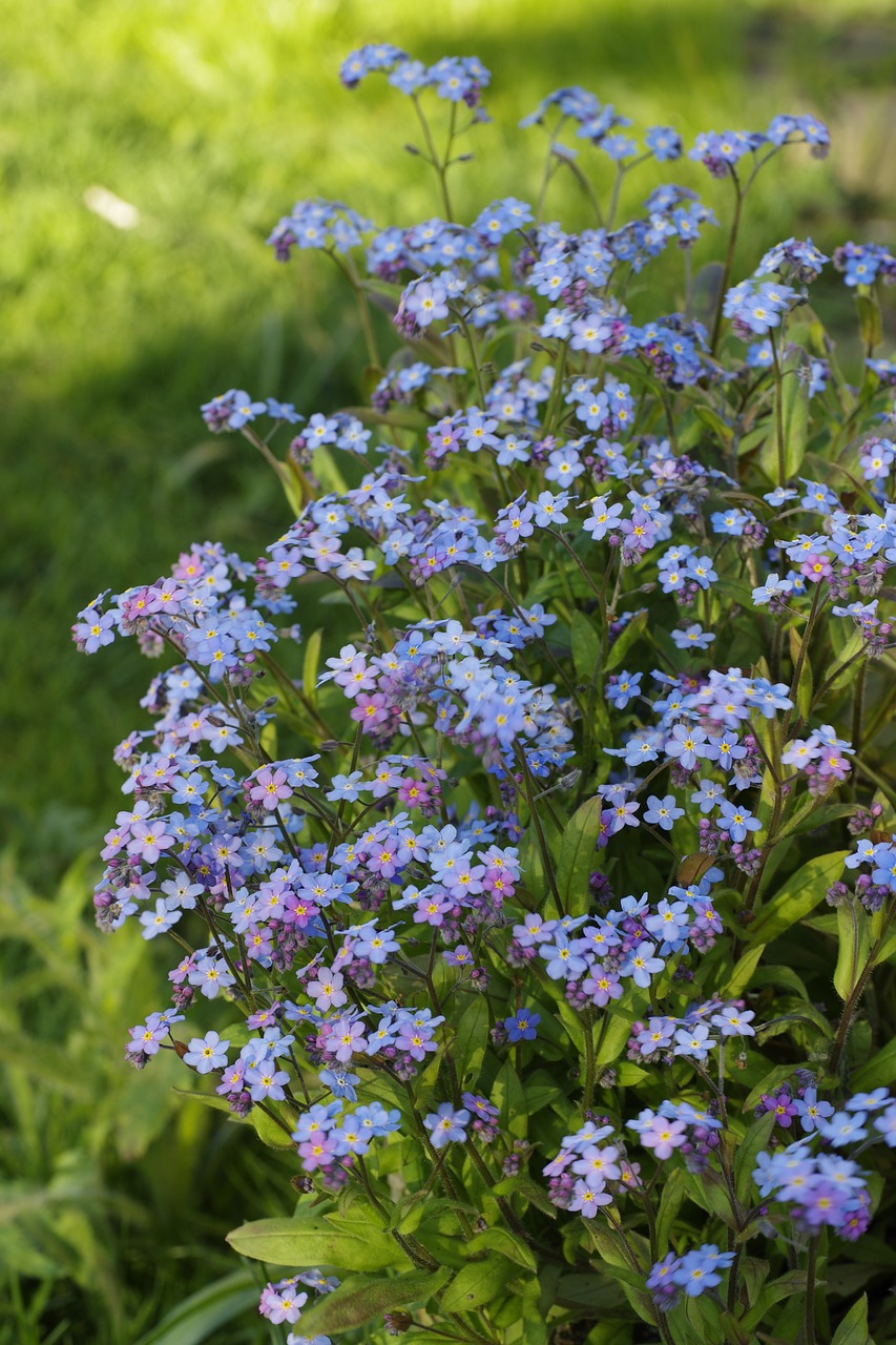 flowers alpine forget-me-not spring free photo