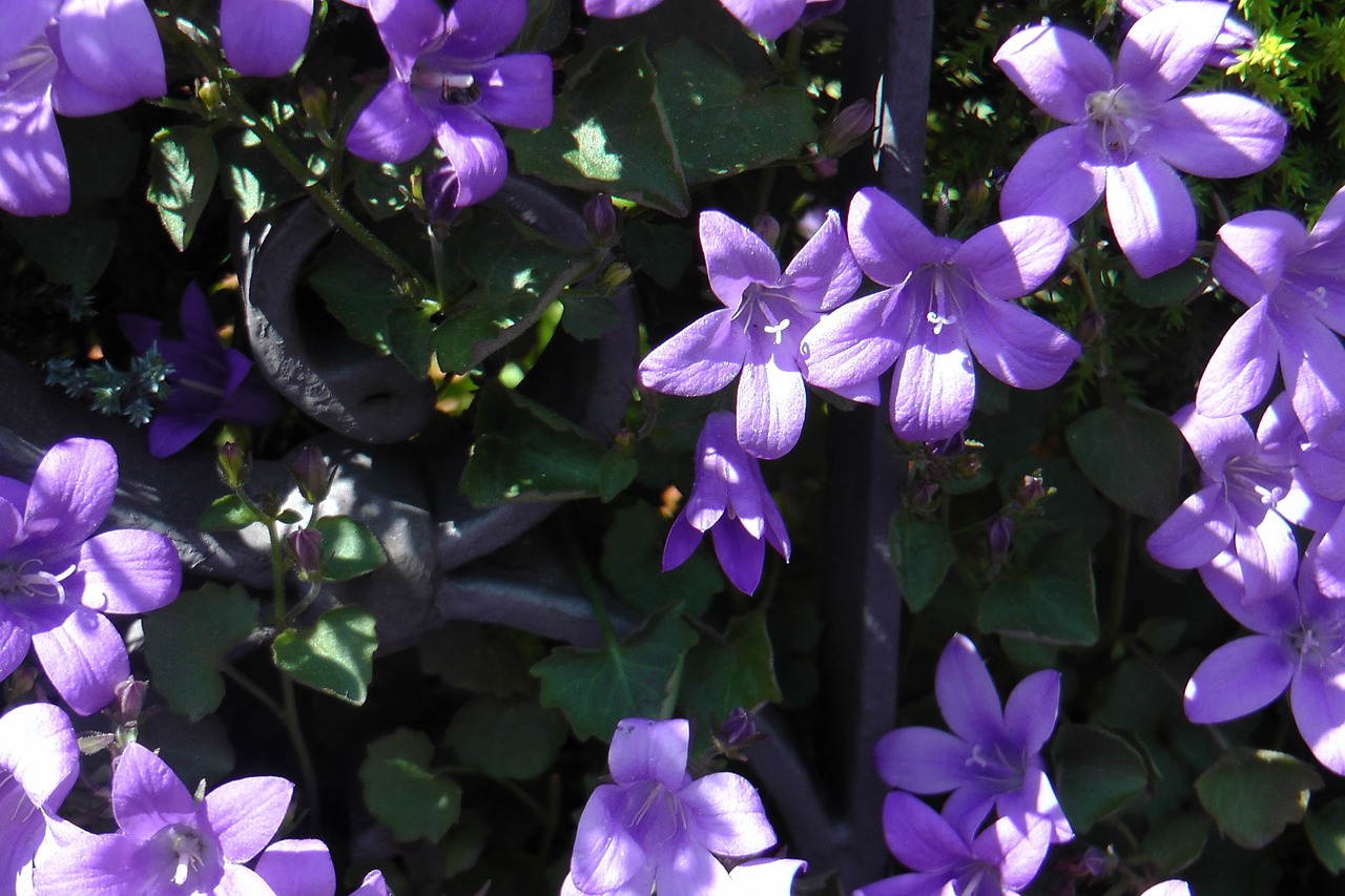 flowers purple nature free photo