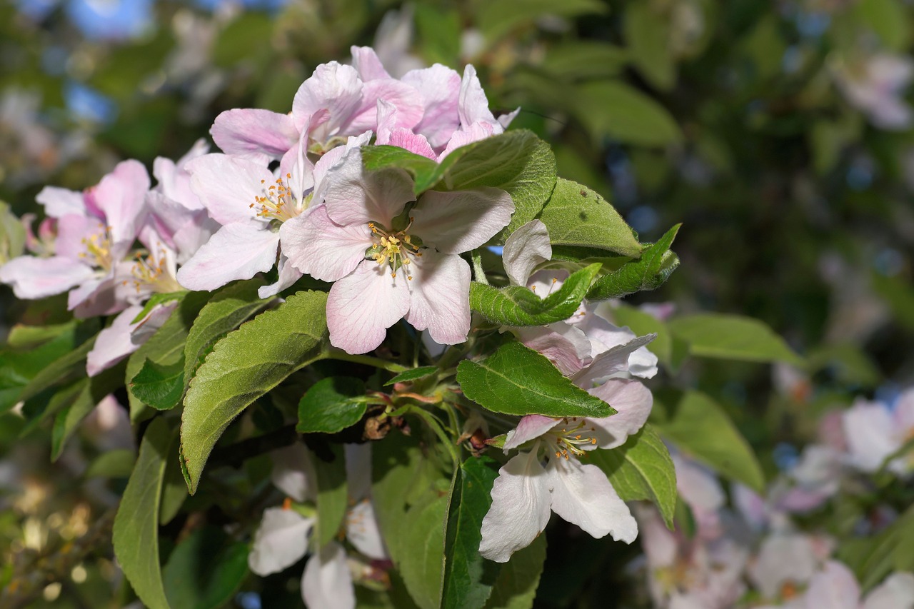 flowers apple tree apple tree flowers free photo