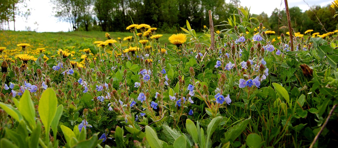 flowers nature green free photo