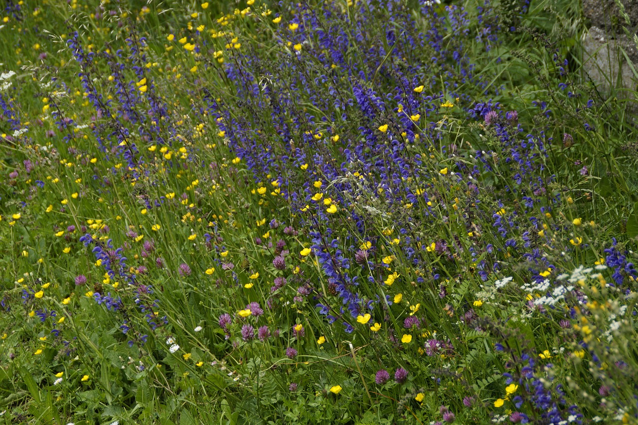 flowers wild flowers bloom free photo