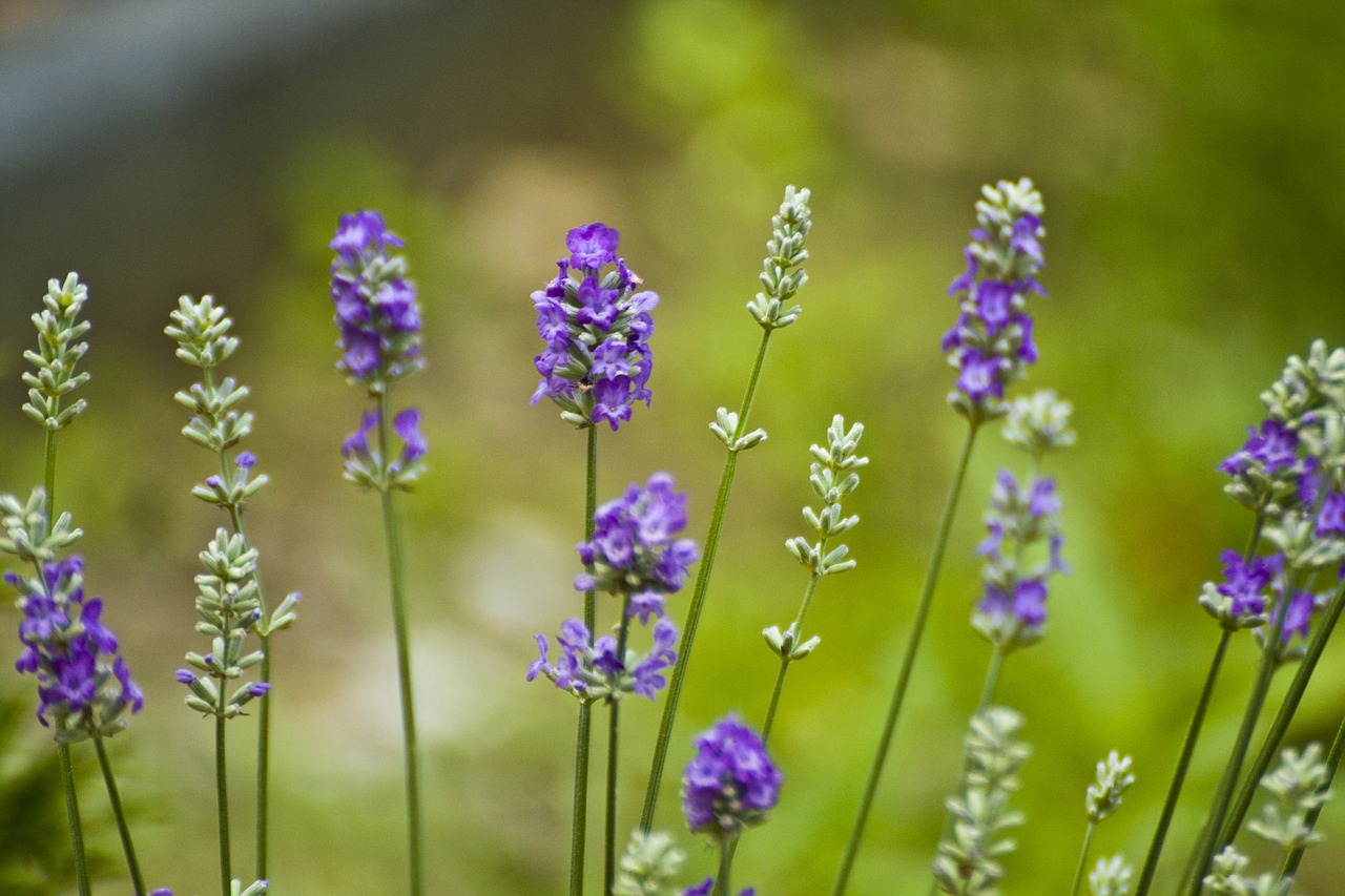 flowers lavender nature free photo