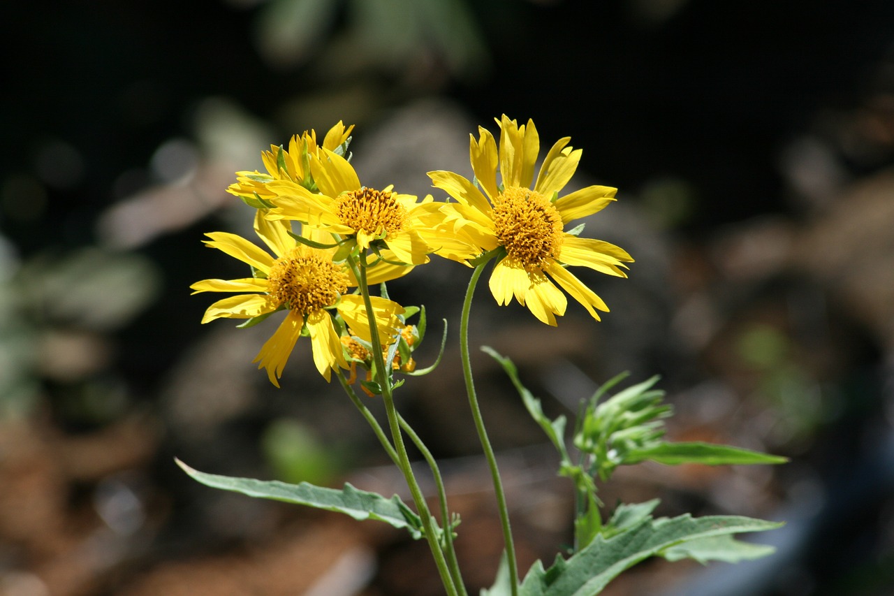 flowers yellow summer free photo