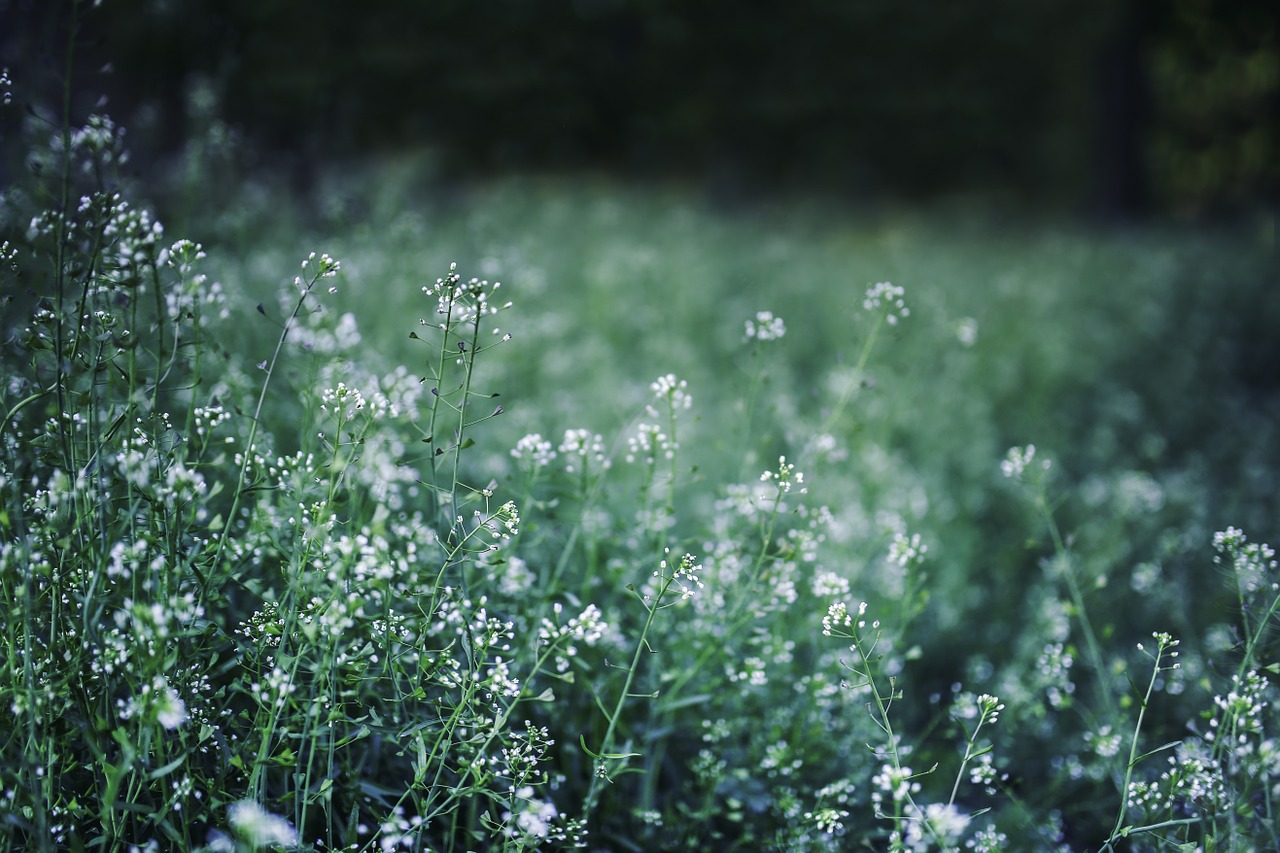 flowers green spring free photo