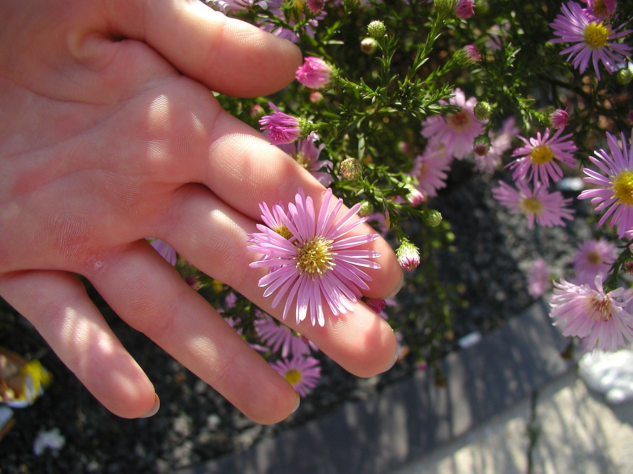 flowers child nature free photo