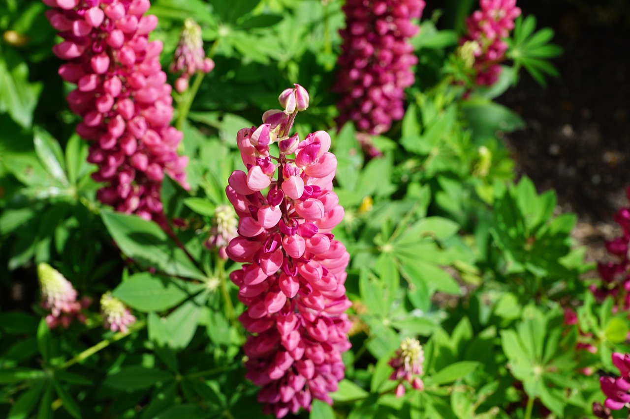 flowers pink blossom free photo