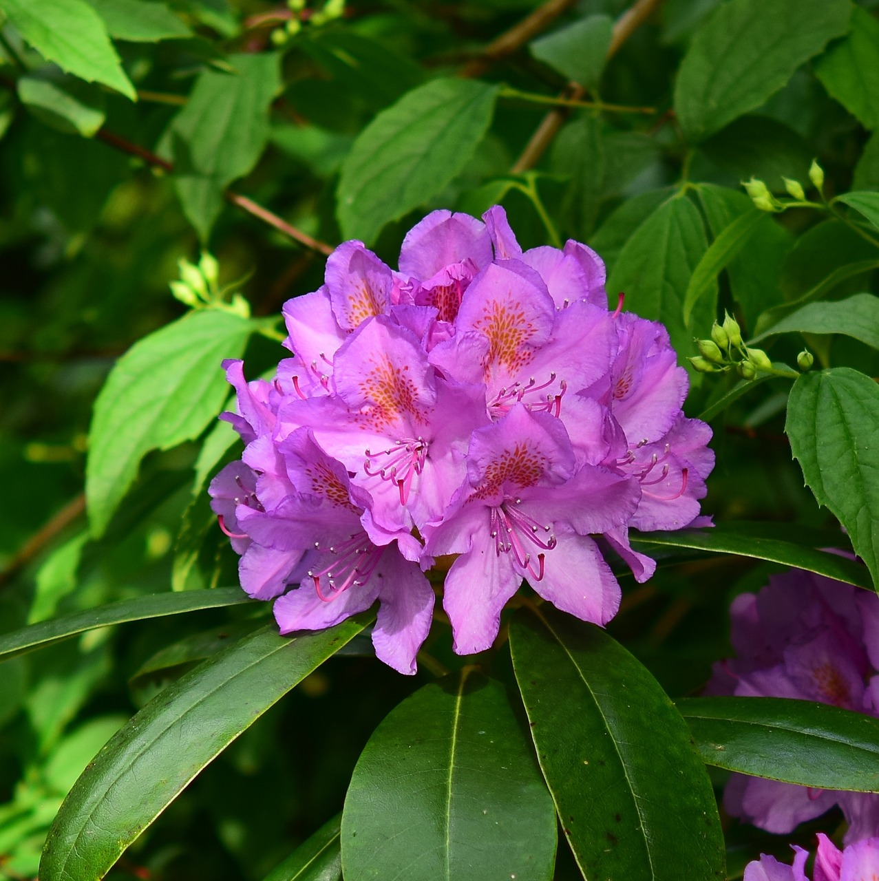flowers rhododendron bush free photo