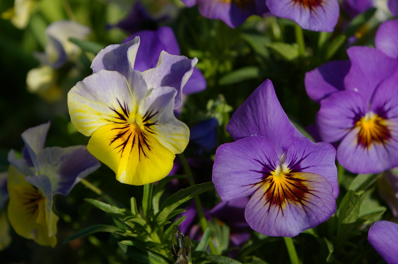 flowers violets yellow free photo