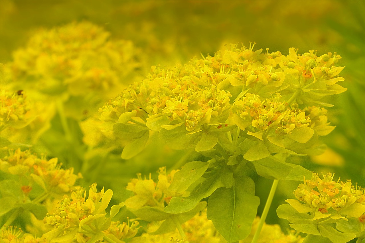 flowers sea of flowers yellow free photo