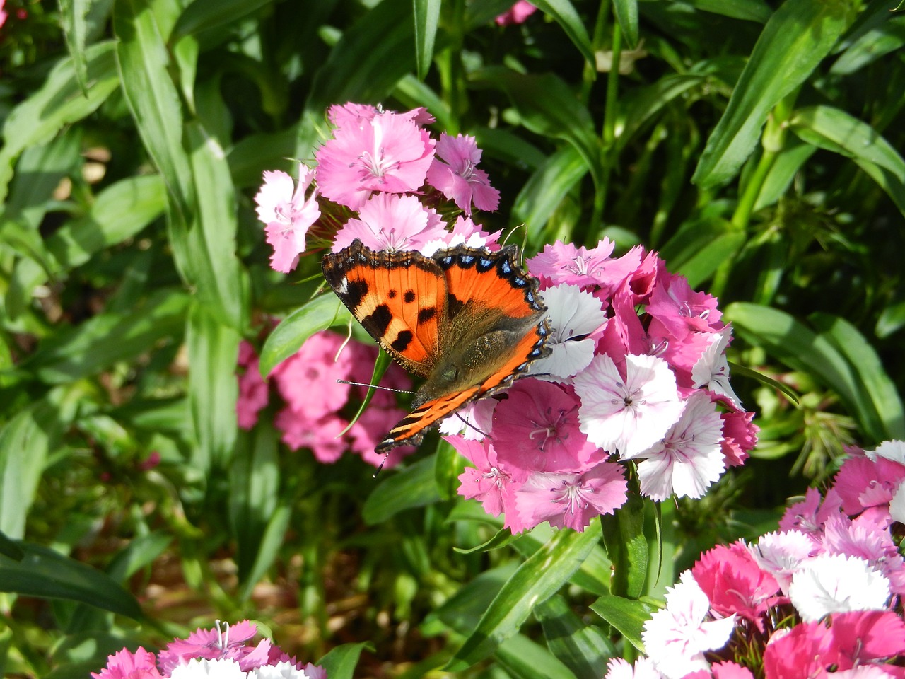 flowers butterfly garden free photo