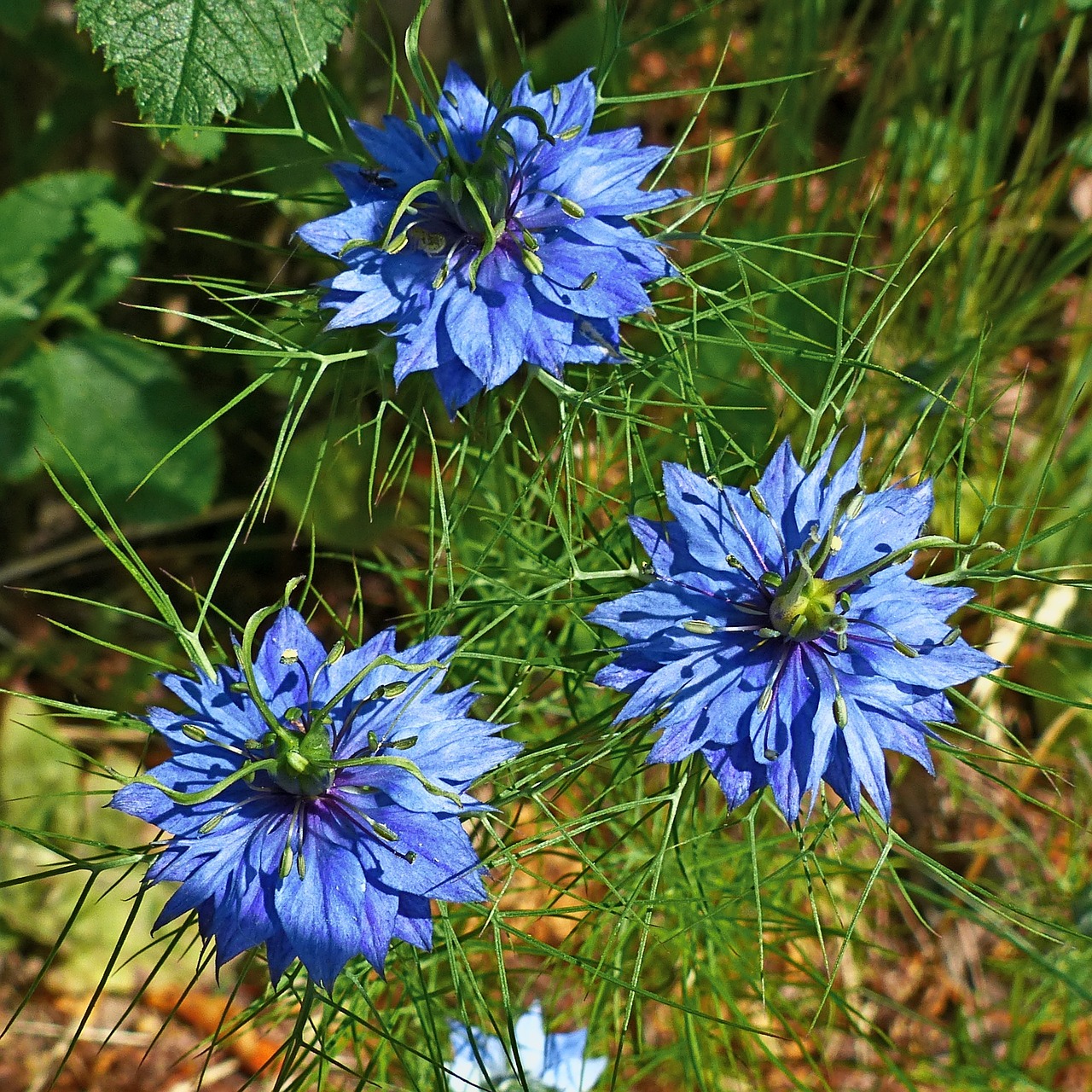 flowers nature macro free photo