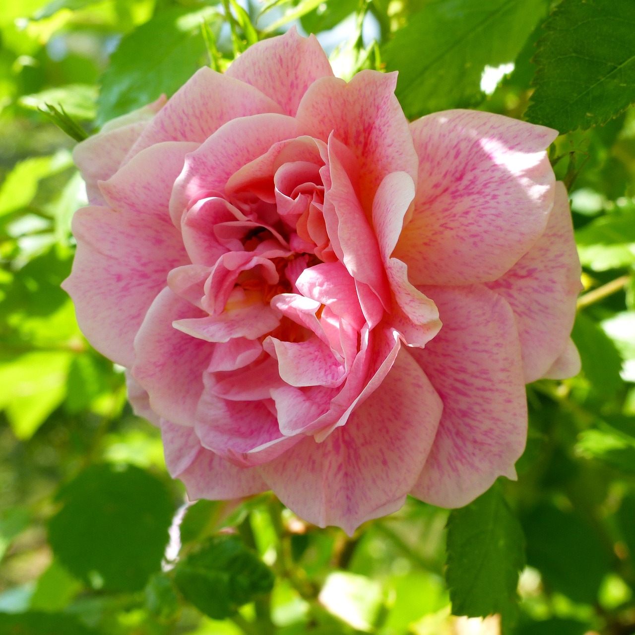 flowers pink garden free photo