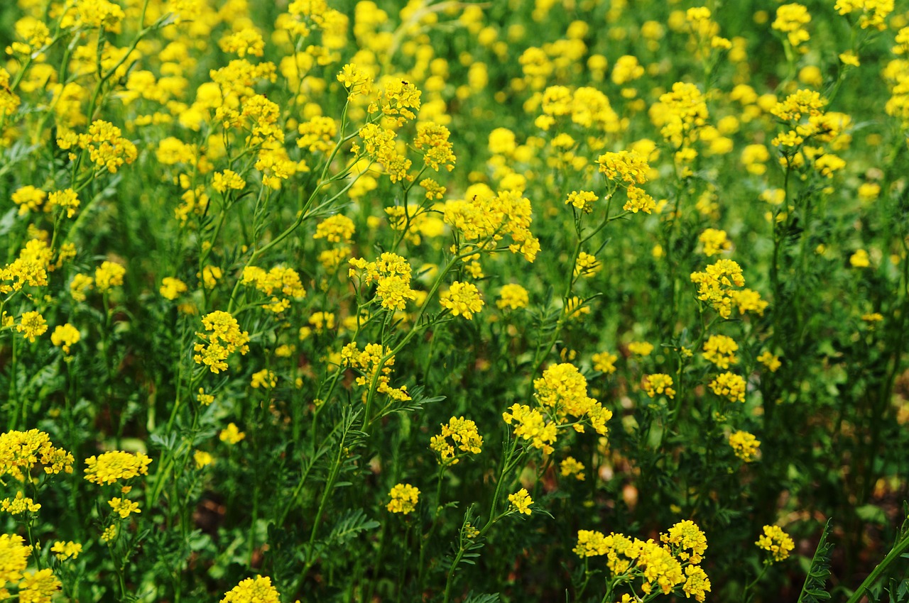 flowers field greens free photo