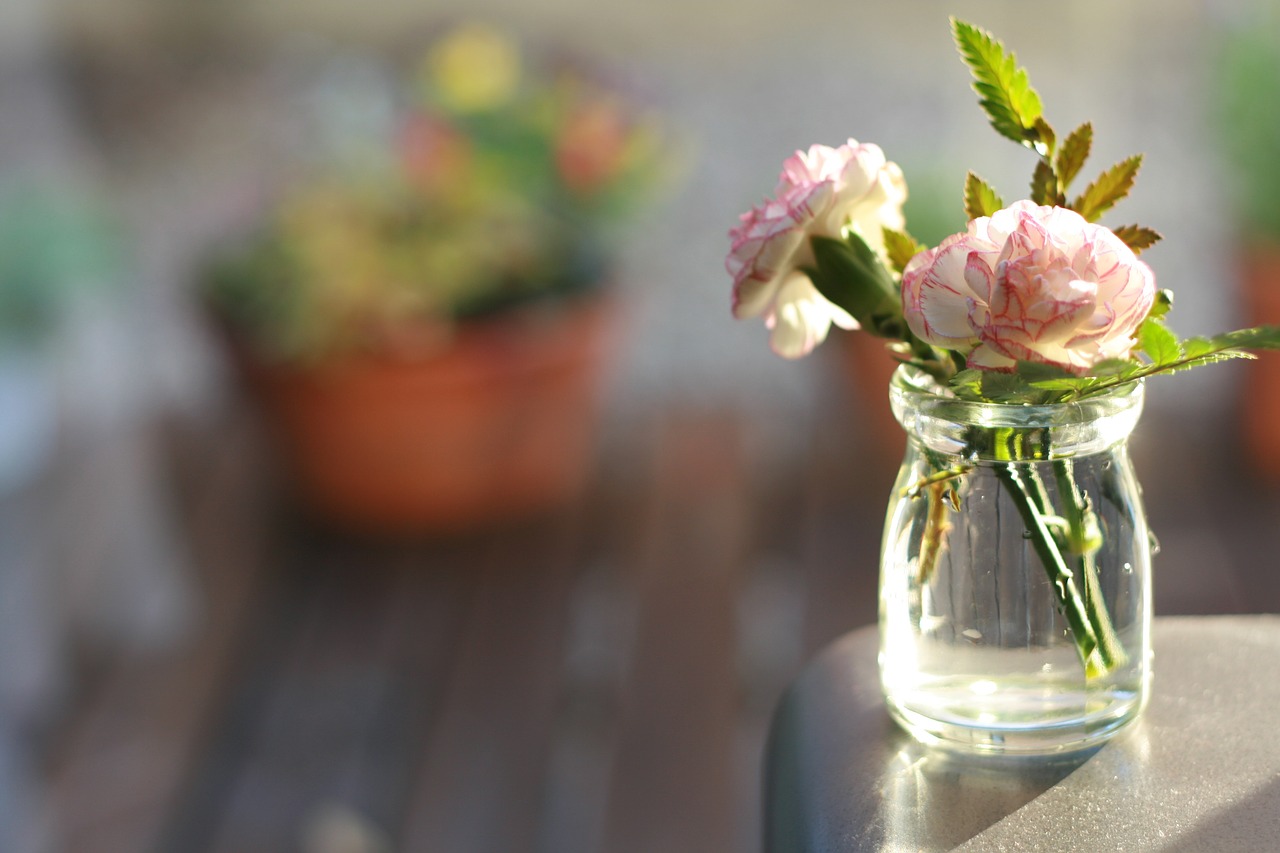 flowers carnation vase free photo