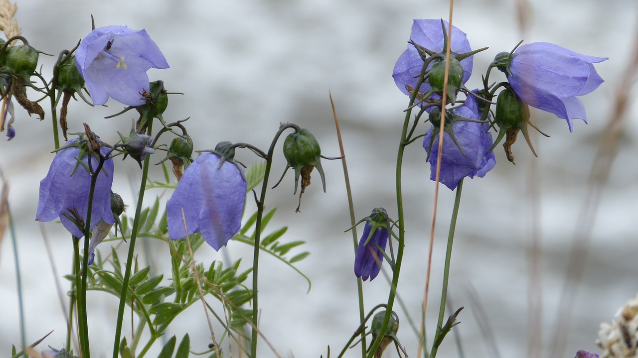 flowers bluebells petite bellflower free photo