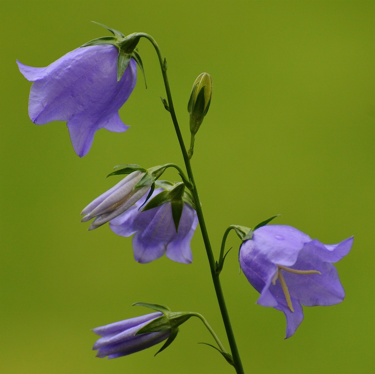 flowers bells purple free photo