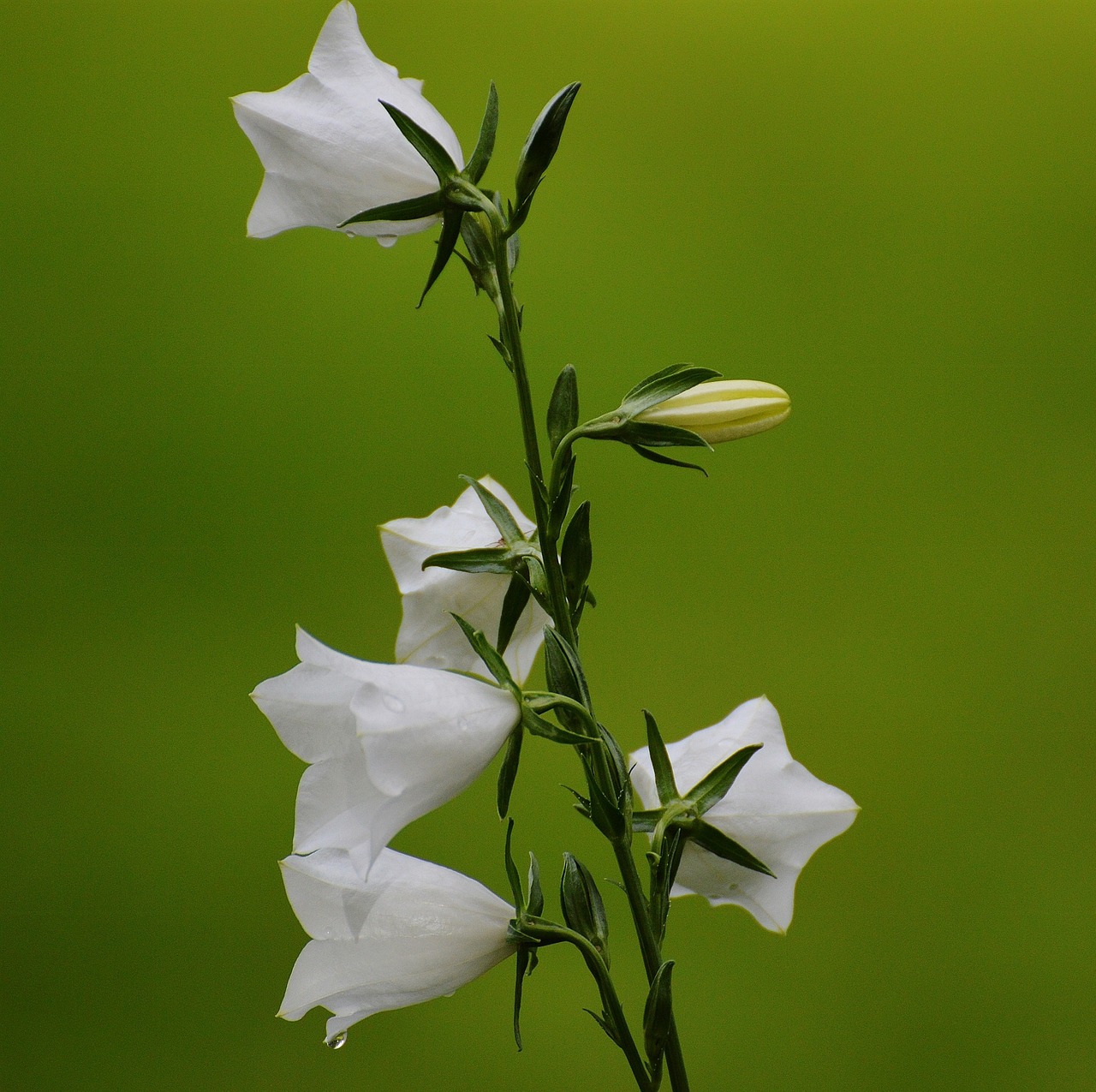 flowers bells white free photo