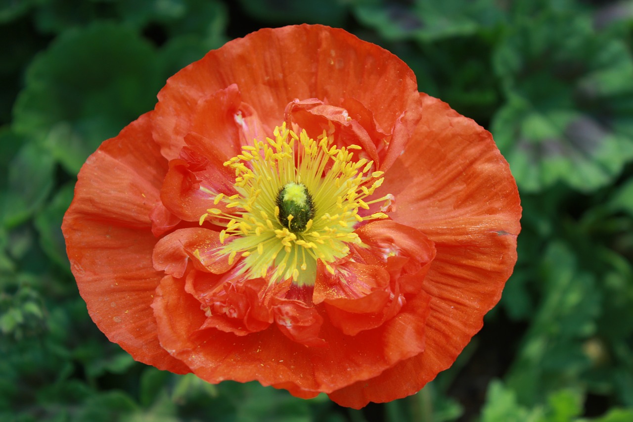 flowers poppy nature free photo