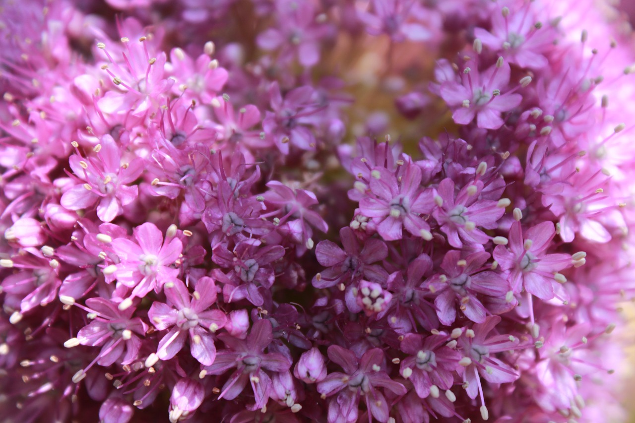 flowers nature pink flower free photo