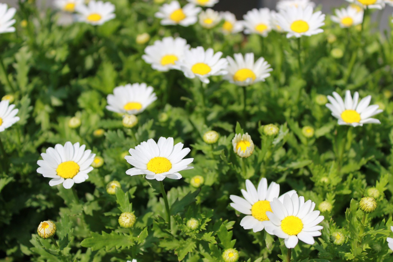 flowers plants white flowers free photo