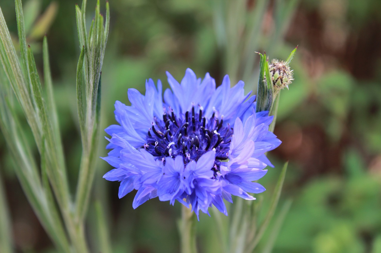 flowers nature blue flower free photo