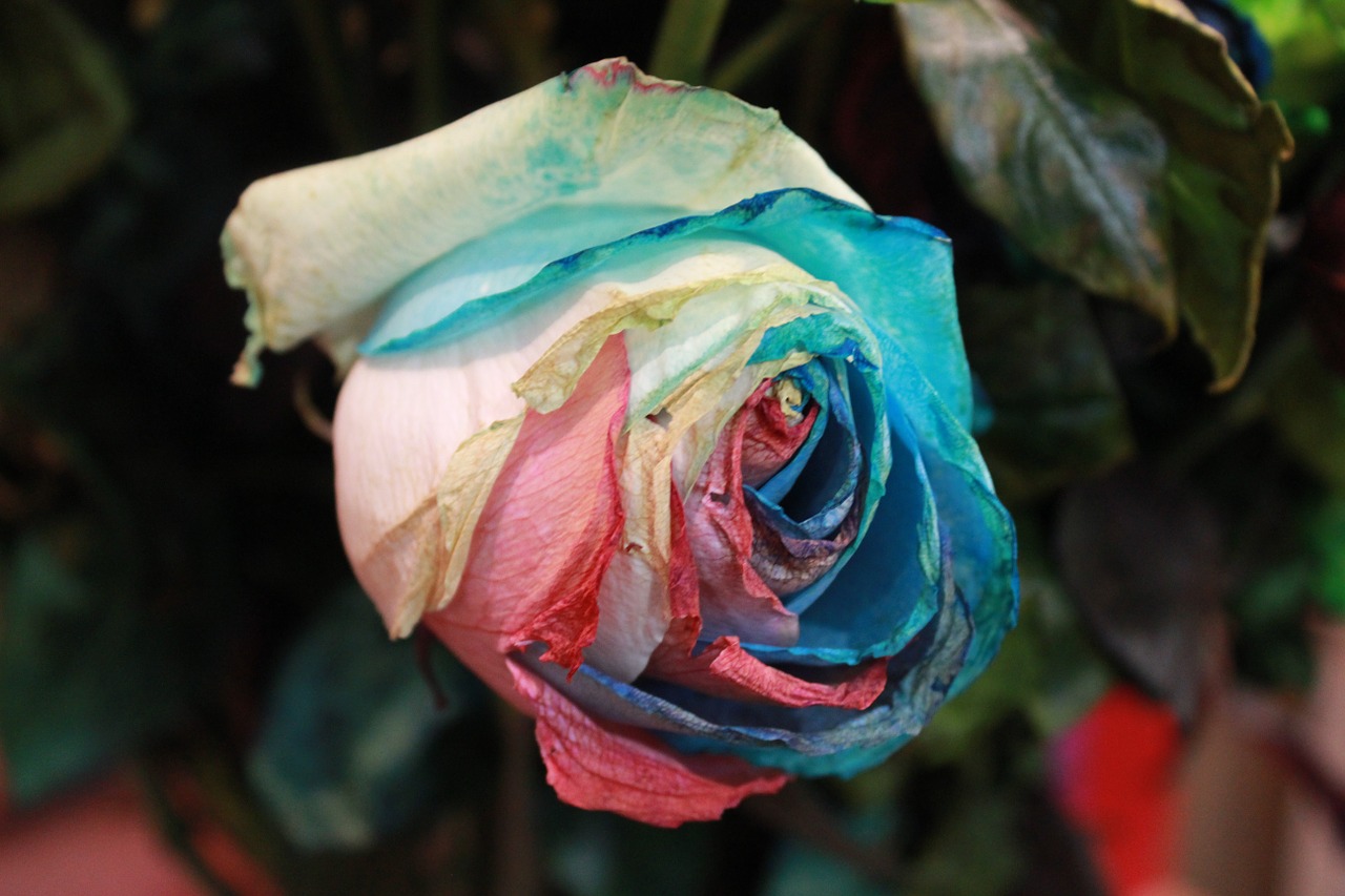 flowers rose rainbow rose free photo