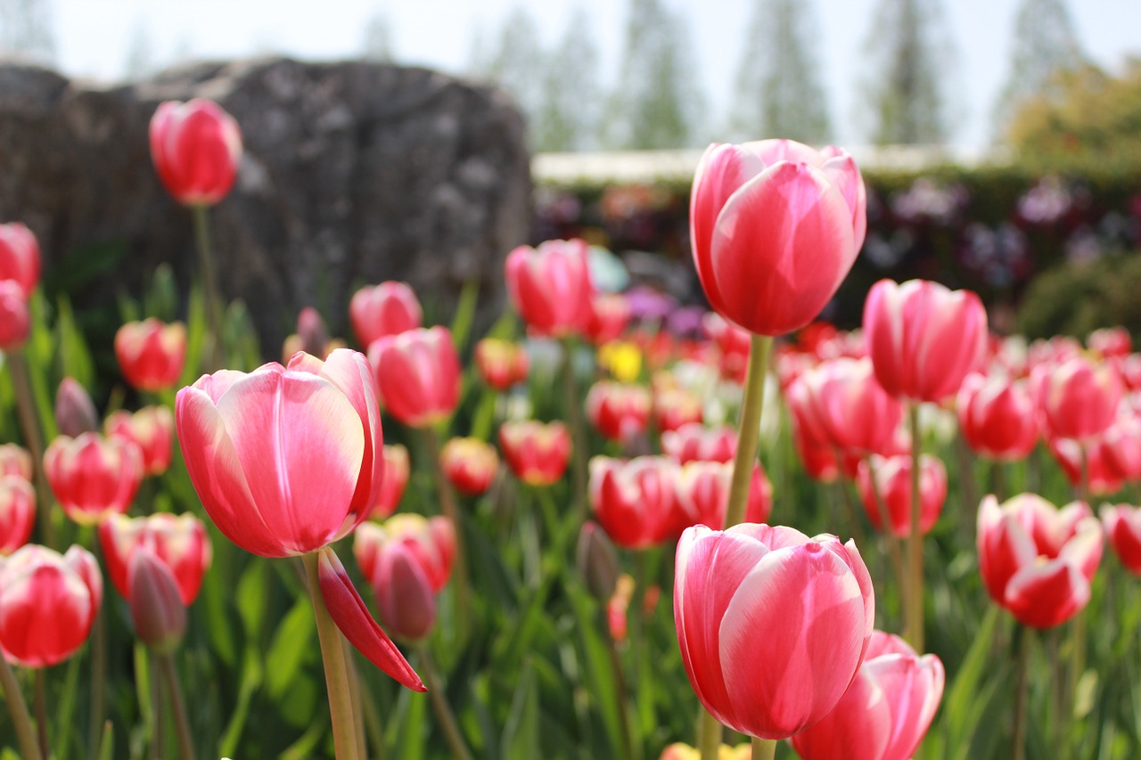 flowers pink pink flower free photo