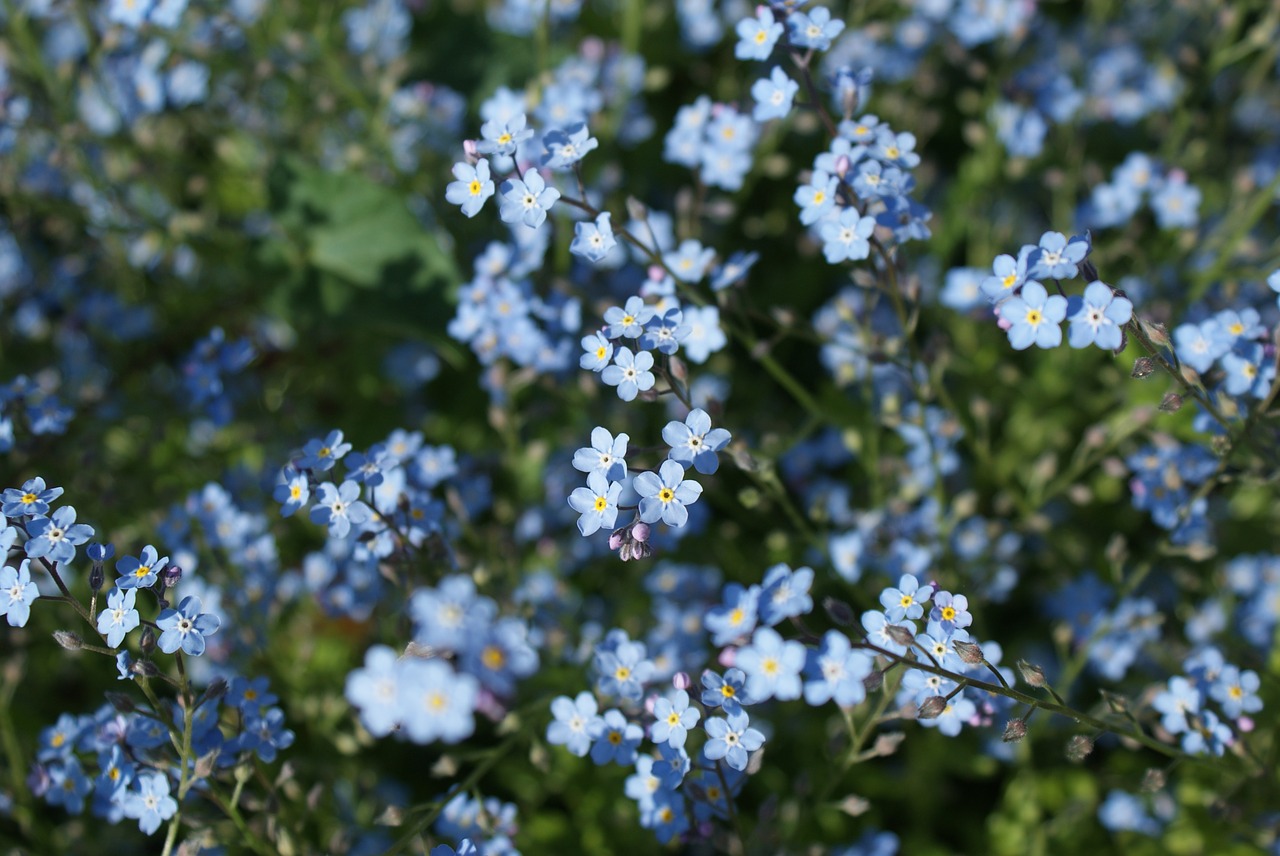 flowers forget me not blue free photo