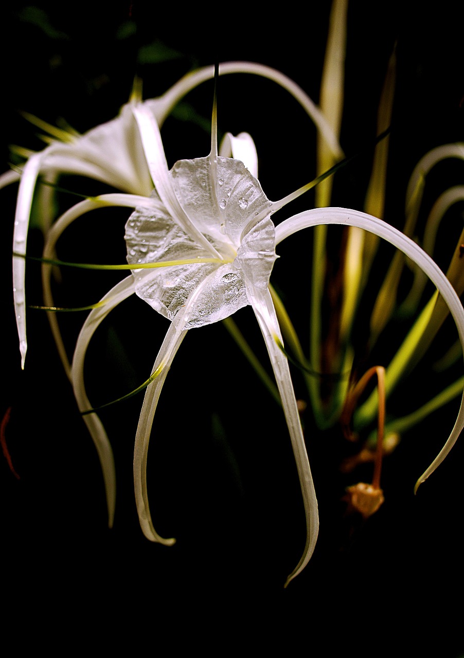 flowers white green free photo