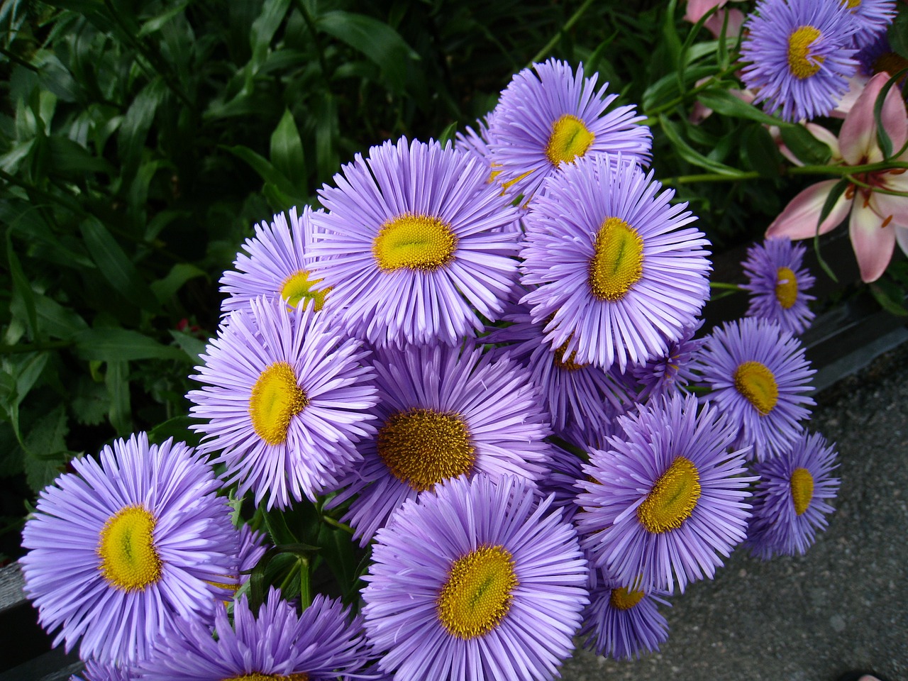 flowers blue asters free photo