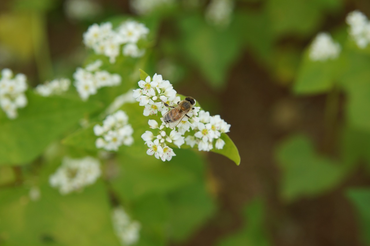 flowers autumn memilkkot free photo