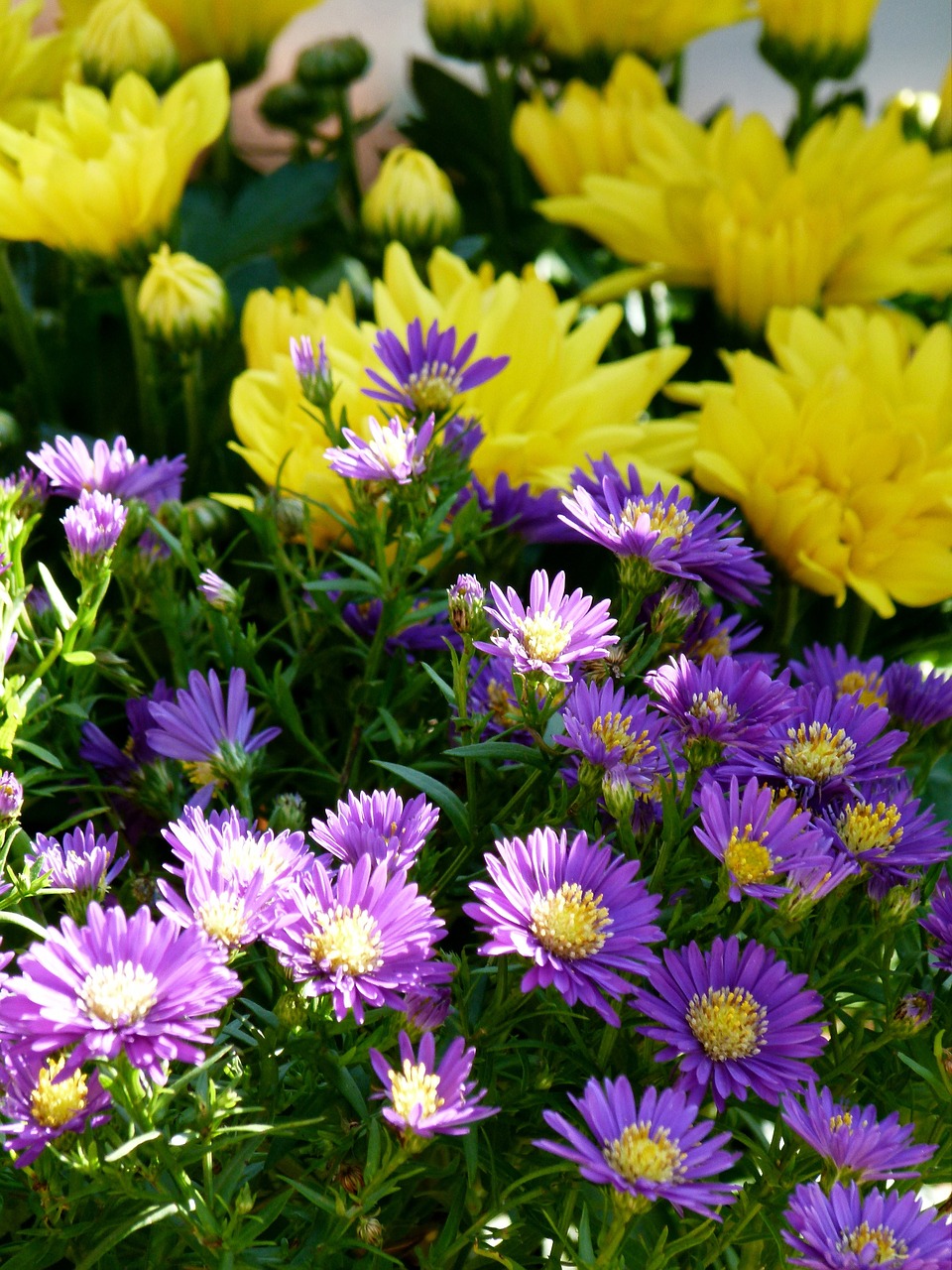 flowers flower yellow free photo