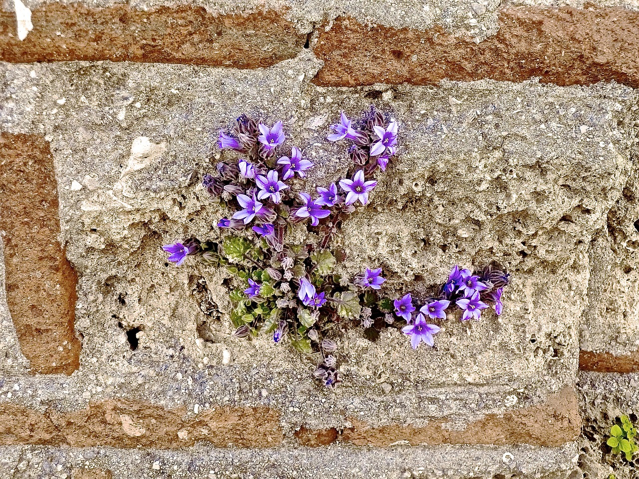 flowers ruins stone free photo