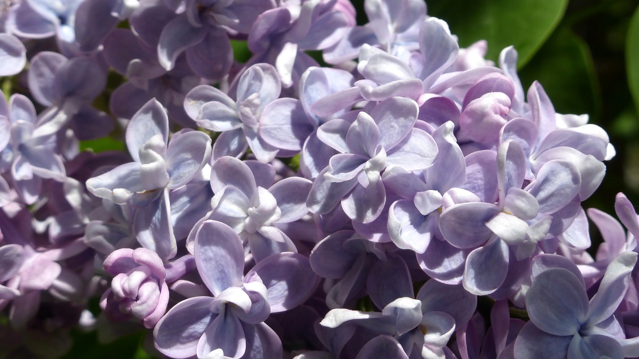 flowers lilac spring free photo