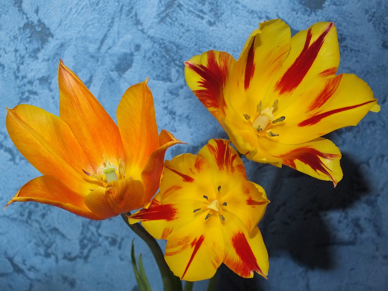 flowers tulips yellow free photo