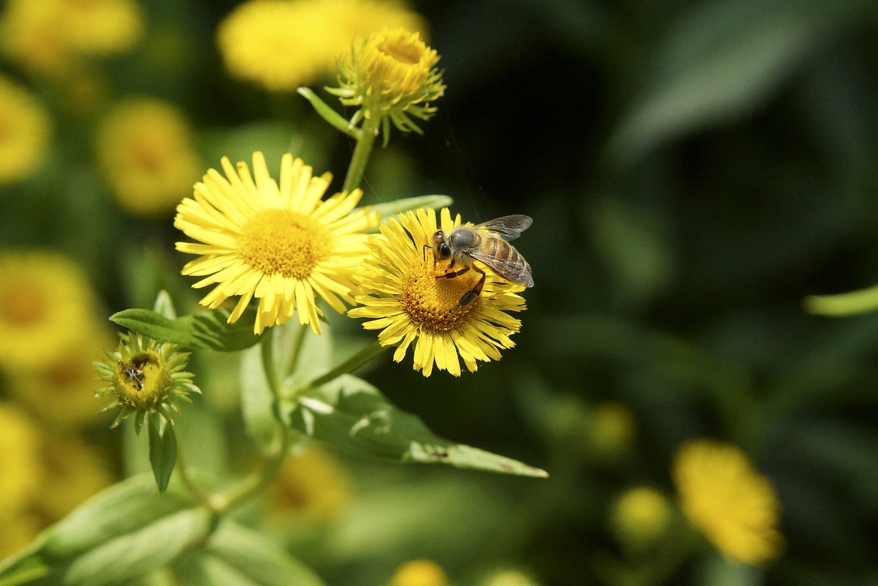 flowers nature bee free photo