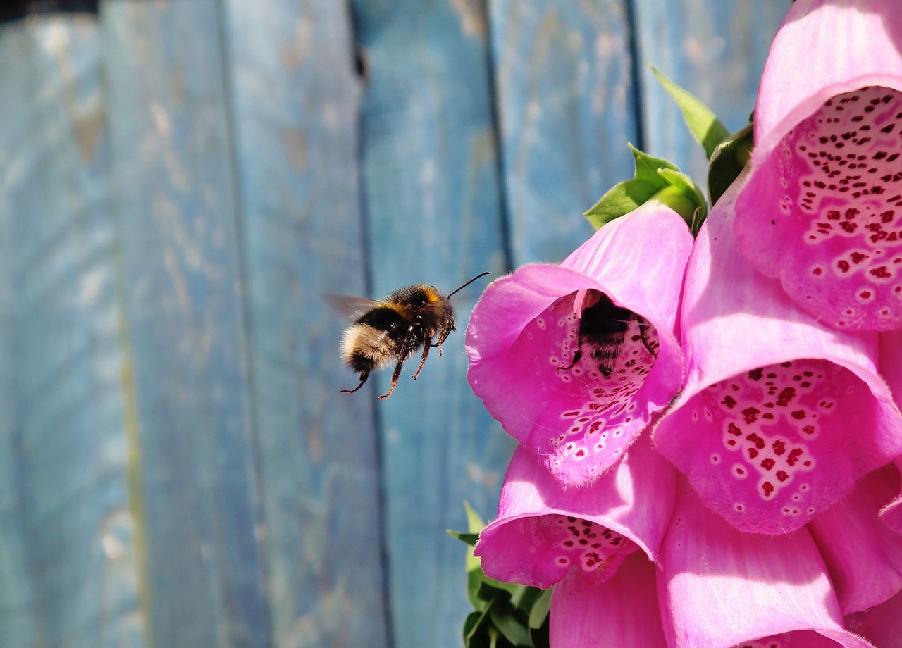 flowers bee insect free photo