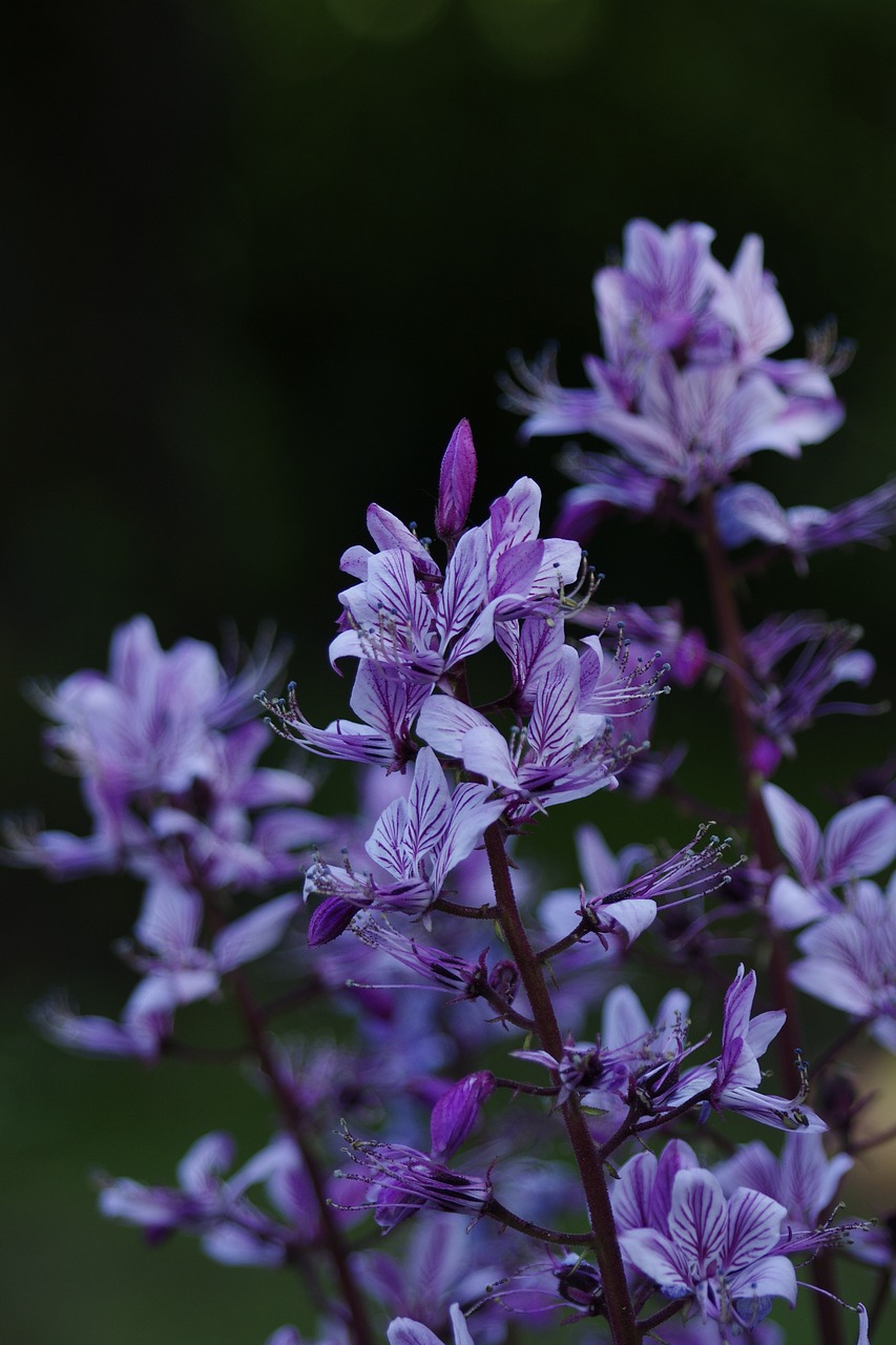 flowers garden summer free photo