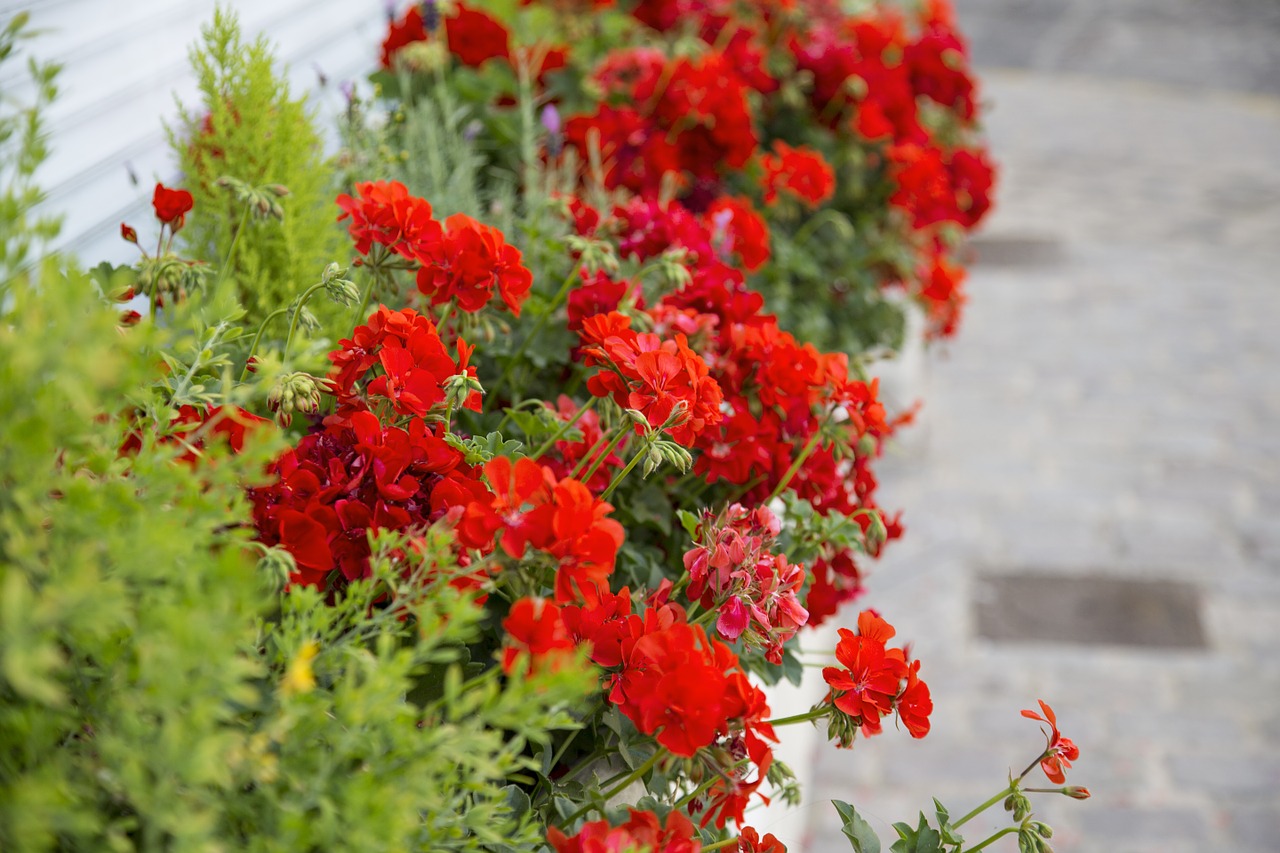 flowers beautiful green free photo