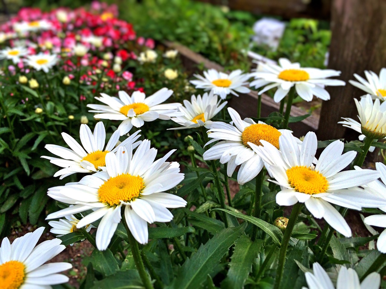 flowers garden daisy free photo