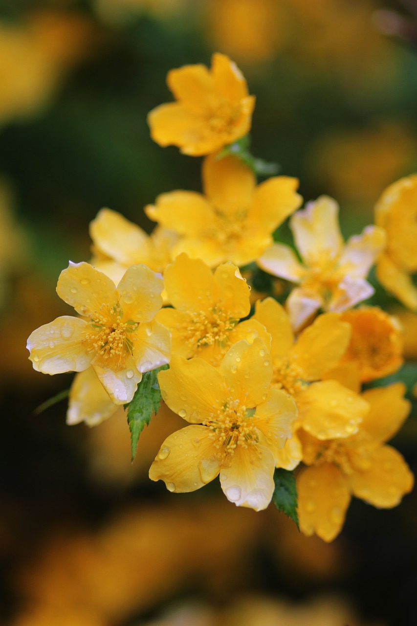 flowers yellow nature free photo