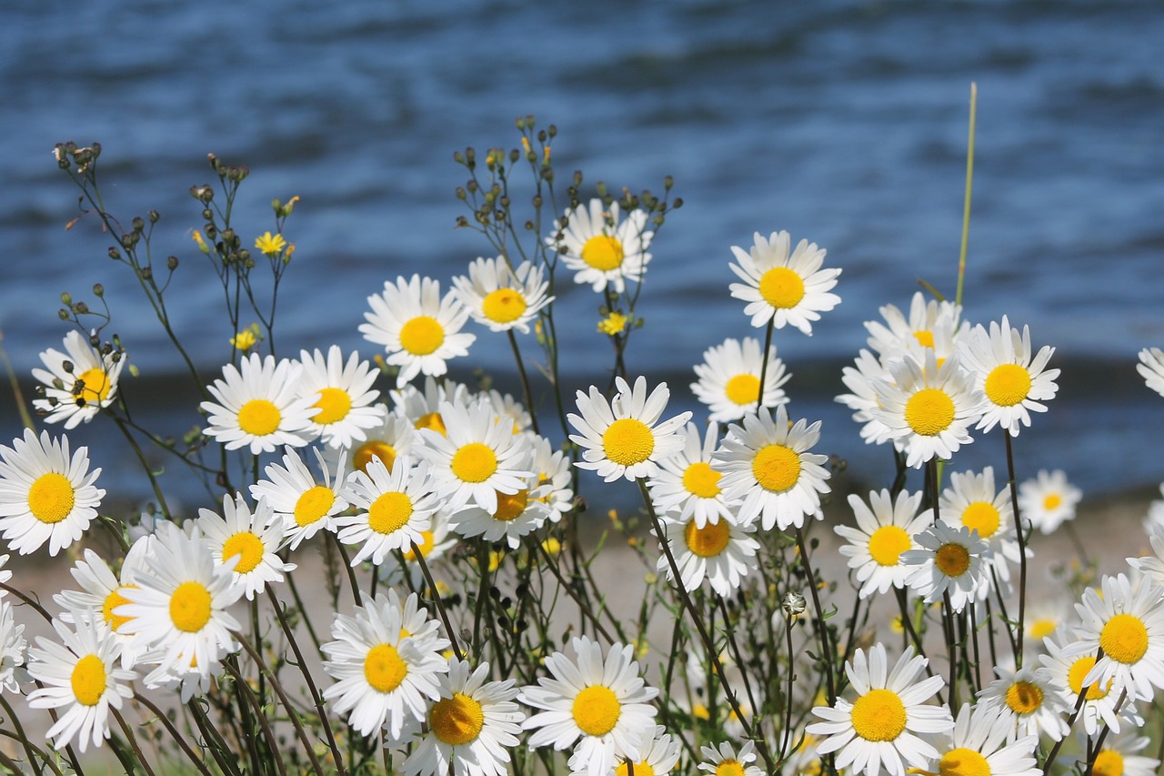 flowers water summer free photo