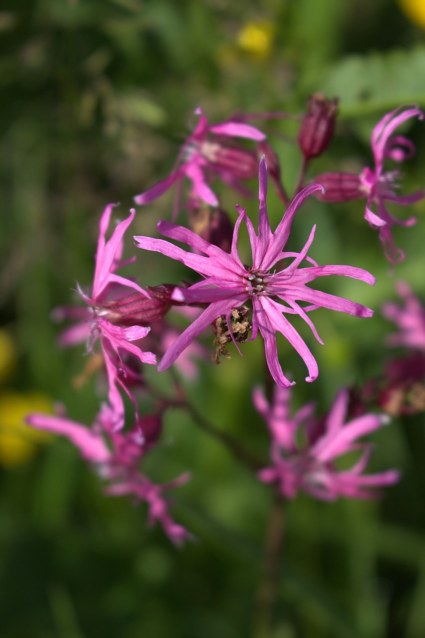 flowers violet close free photo